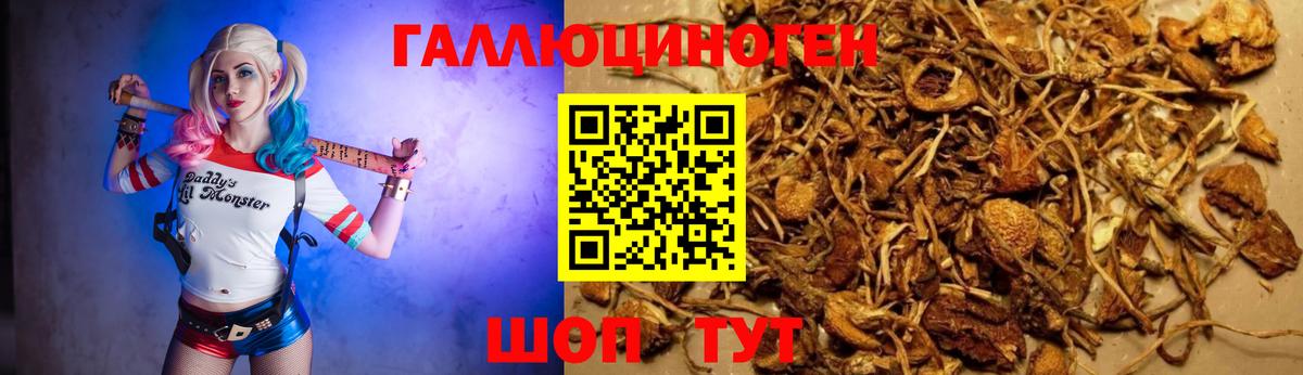 Псилоцибиновые грибы Psilocybine cubensis Пятигорск
